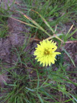 Image of Carolina desert-chicory