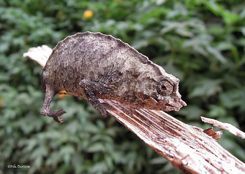Image of Boulenger’s pygmy chameleon
