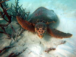 Image of Caretta