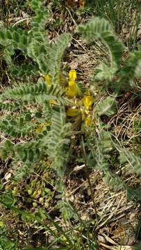 Plancia ëd Astragalus exscapus L.