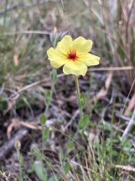 Image of <i>Crocanthemum brasiliense</i>