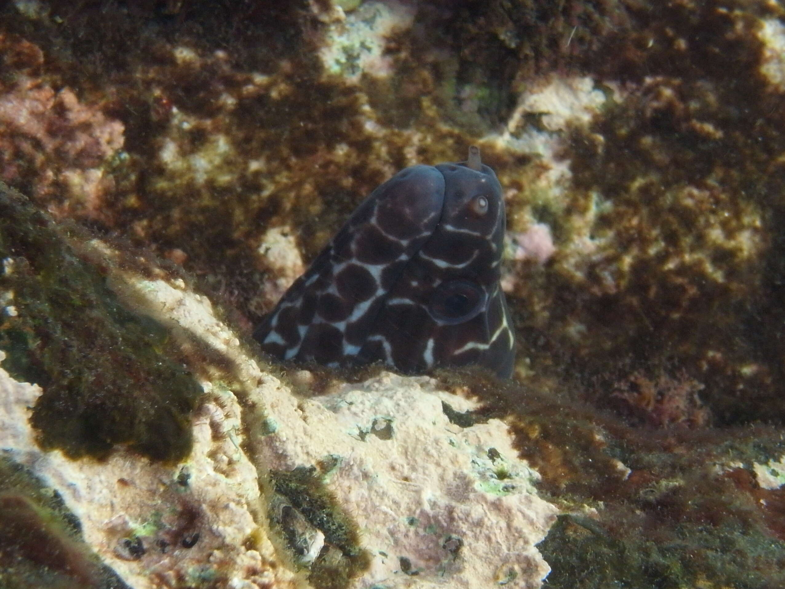 Image of honeycomb moray