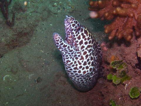 Image of honeycomb moray