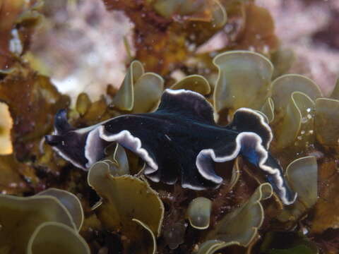 Image of white and purple flatworm