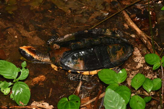 Image of Platemys