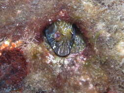 Image of Horned Blenny