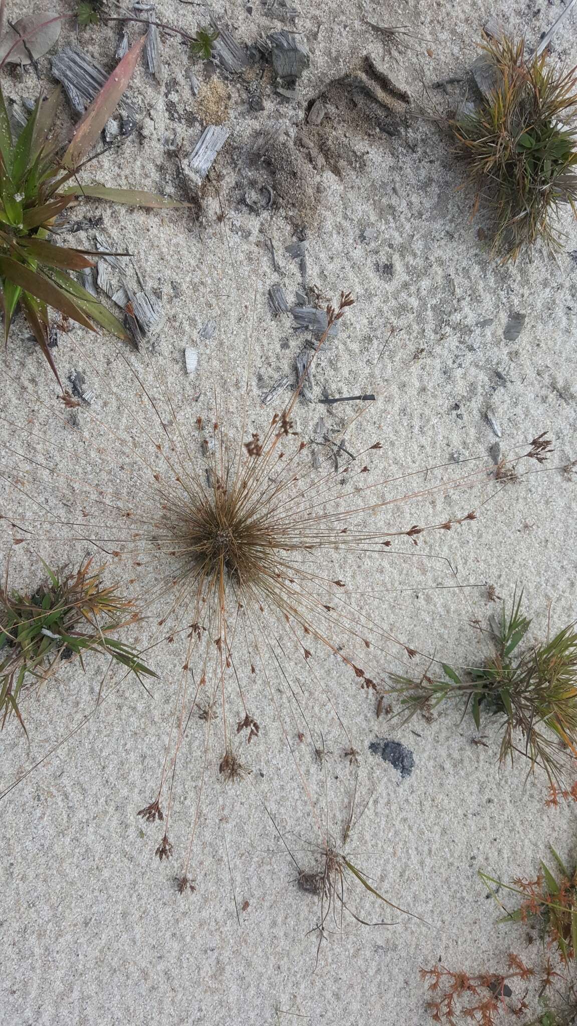 Image of capillary hairsedge