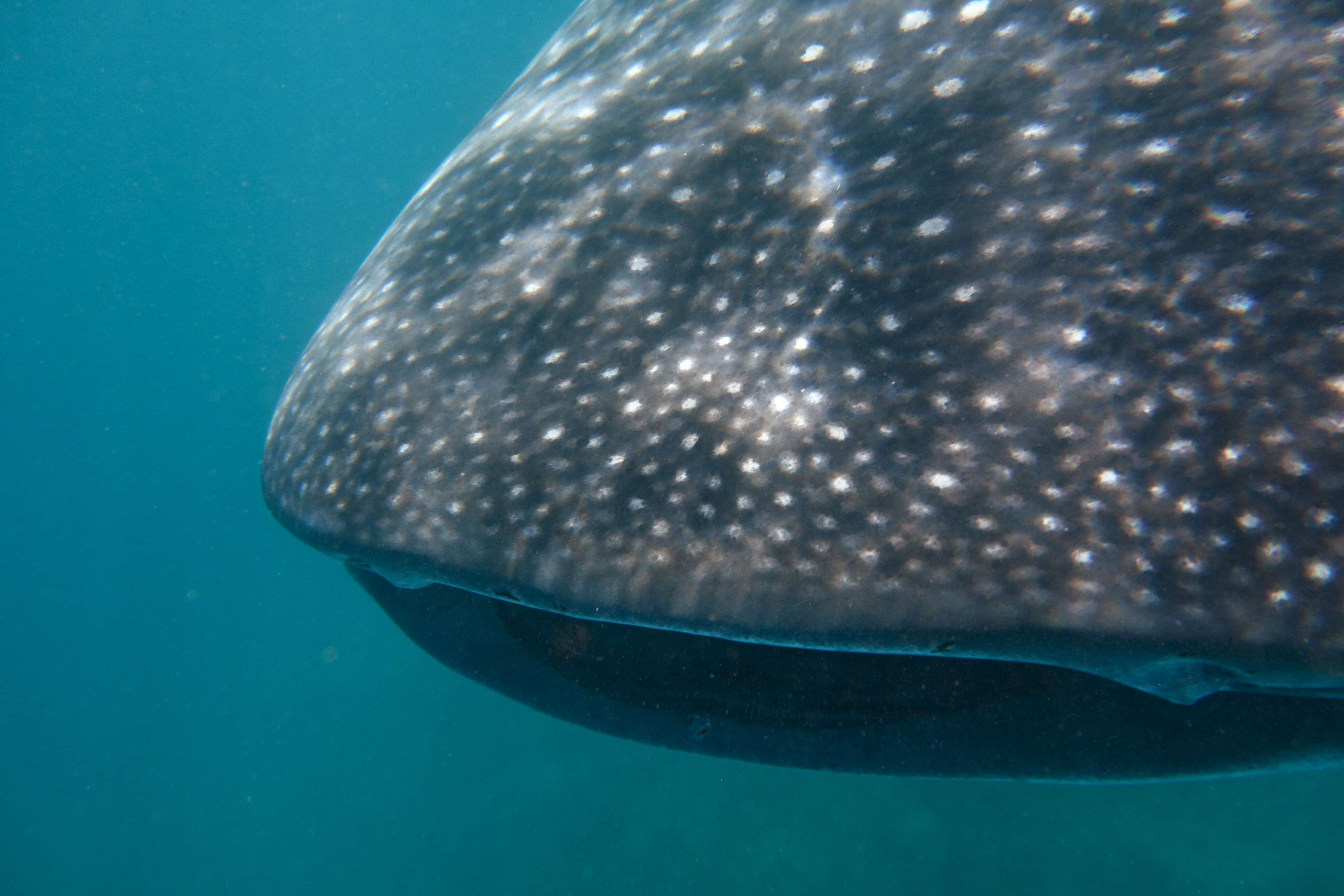 Image of whale sharks