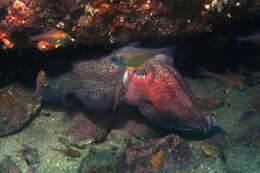 Image of Giant Australian Cuttlefish