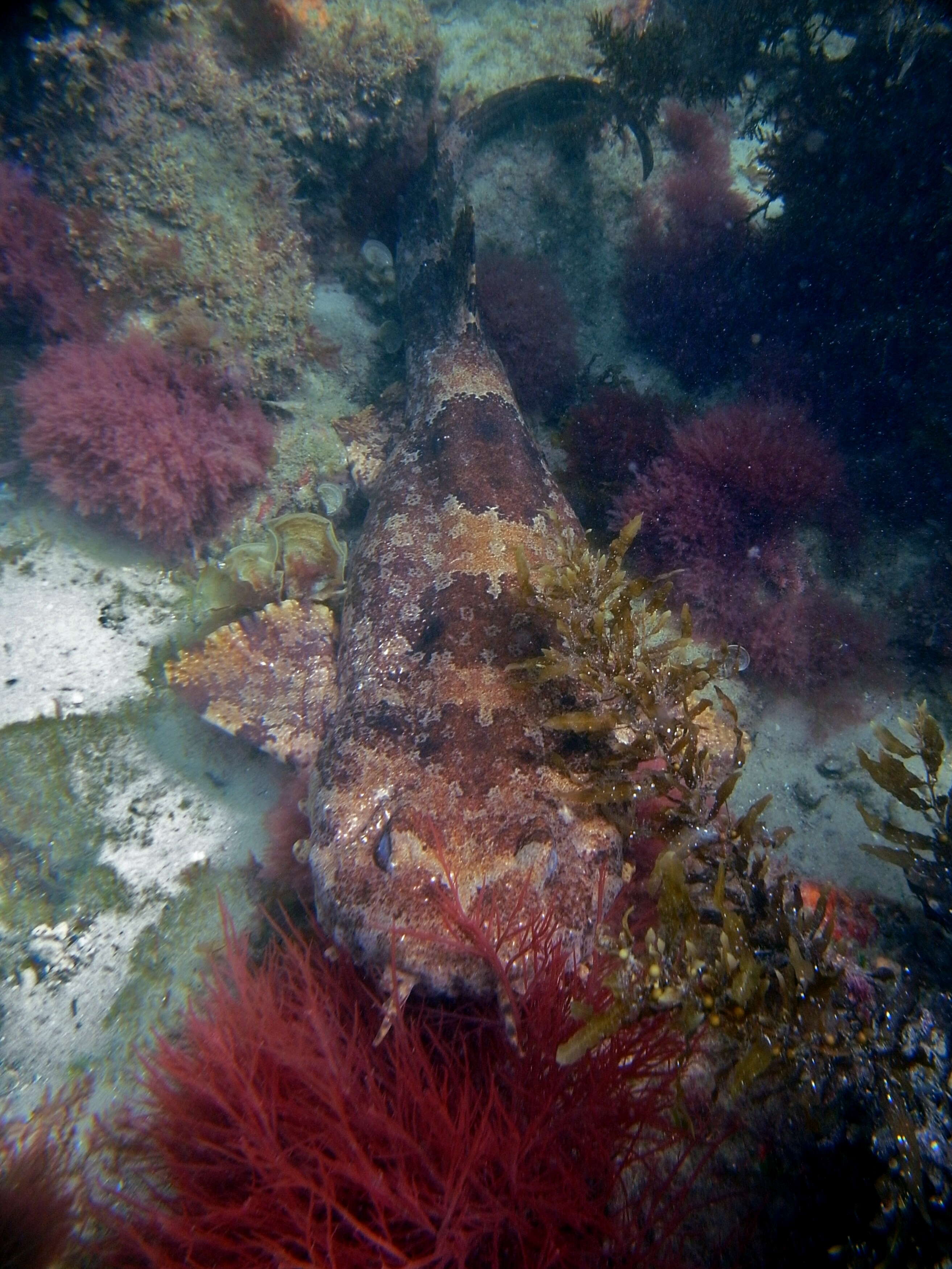 Image of Ornate Wobbegong