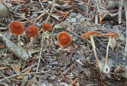 Image de Marasmius sullivantii Mont. 1856