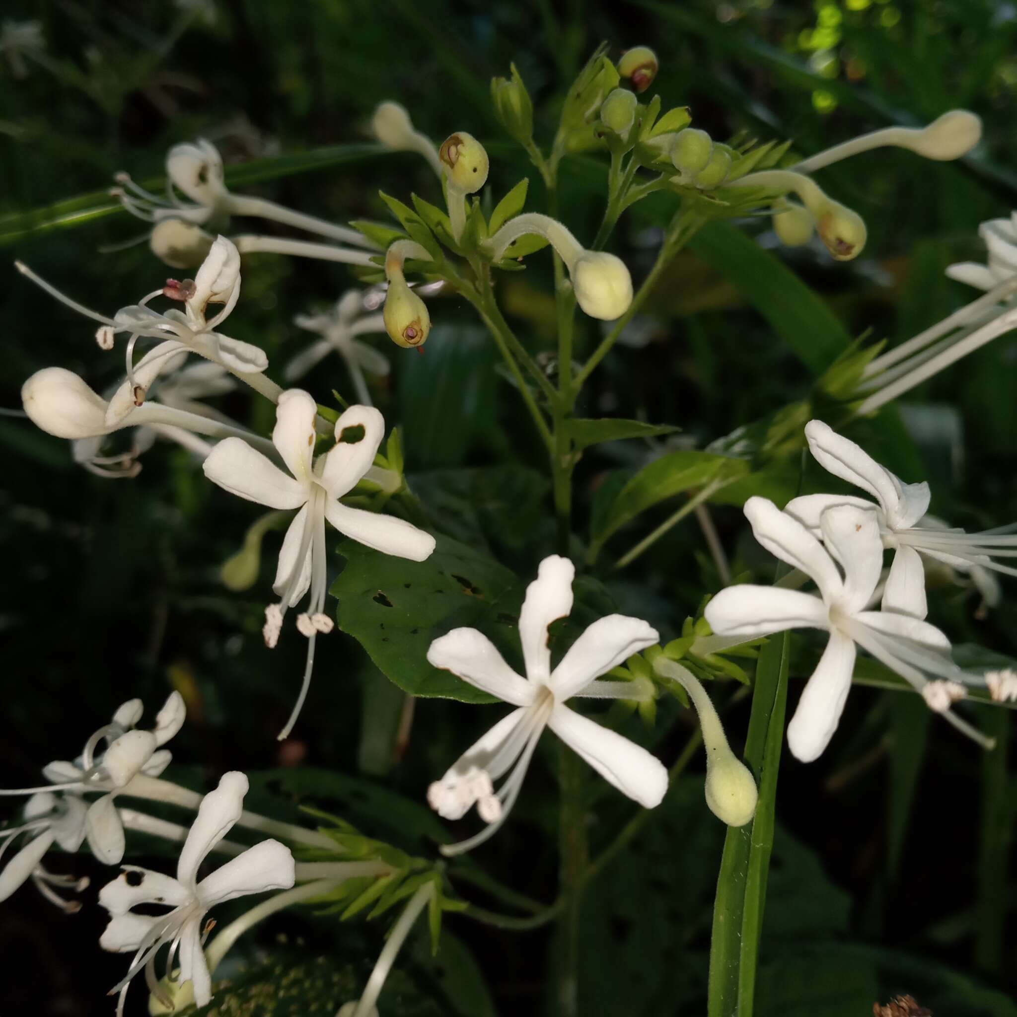 Imagem de Clerodendrum calamitosum L.