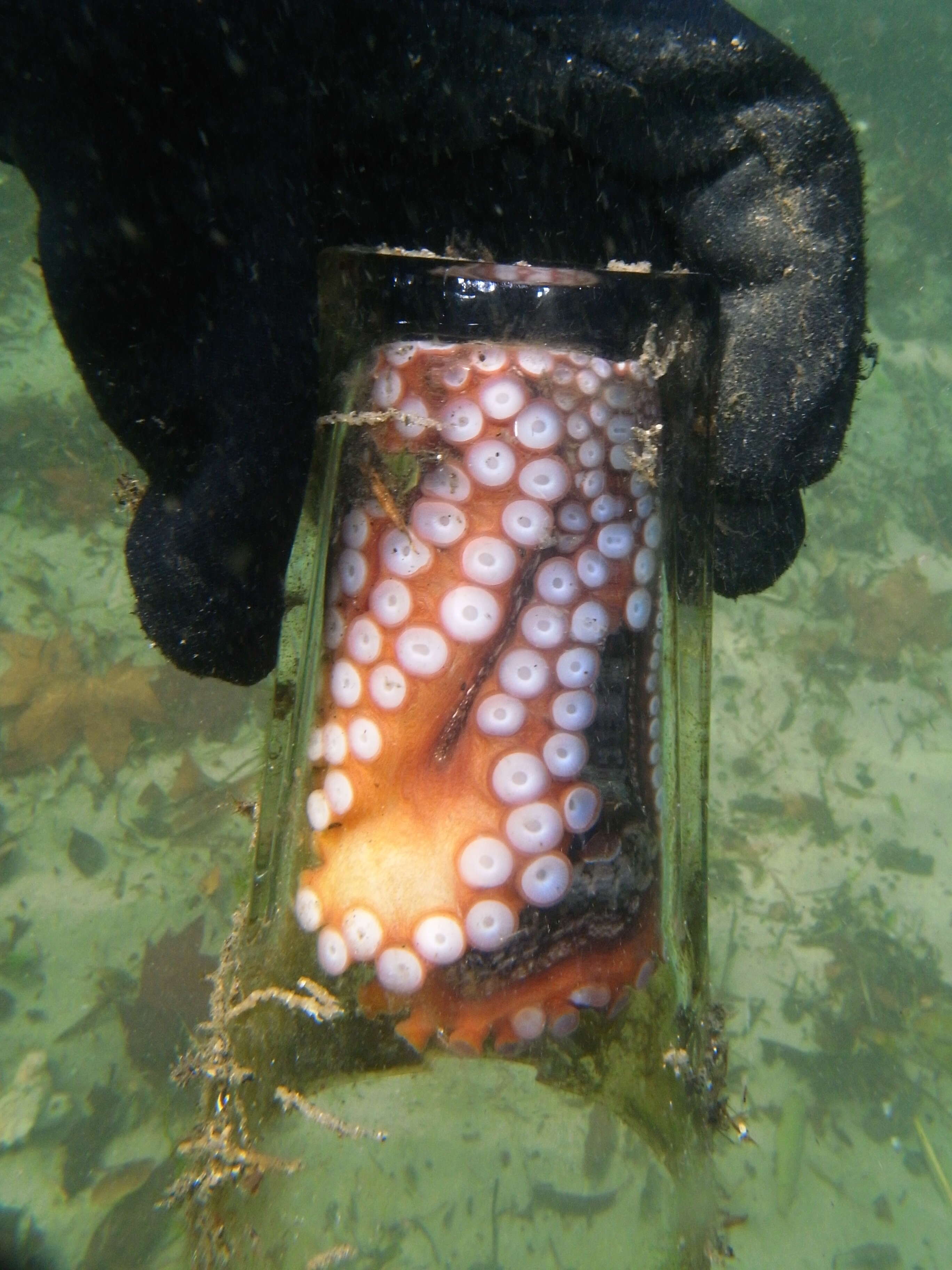 Image of Sydney octopus