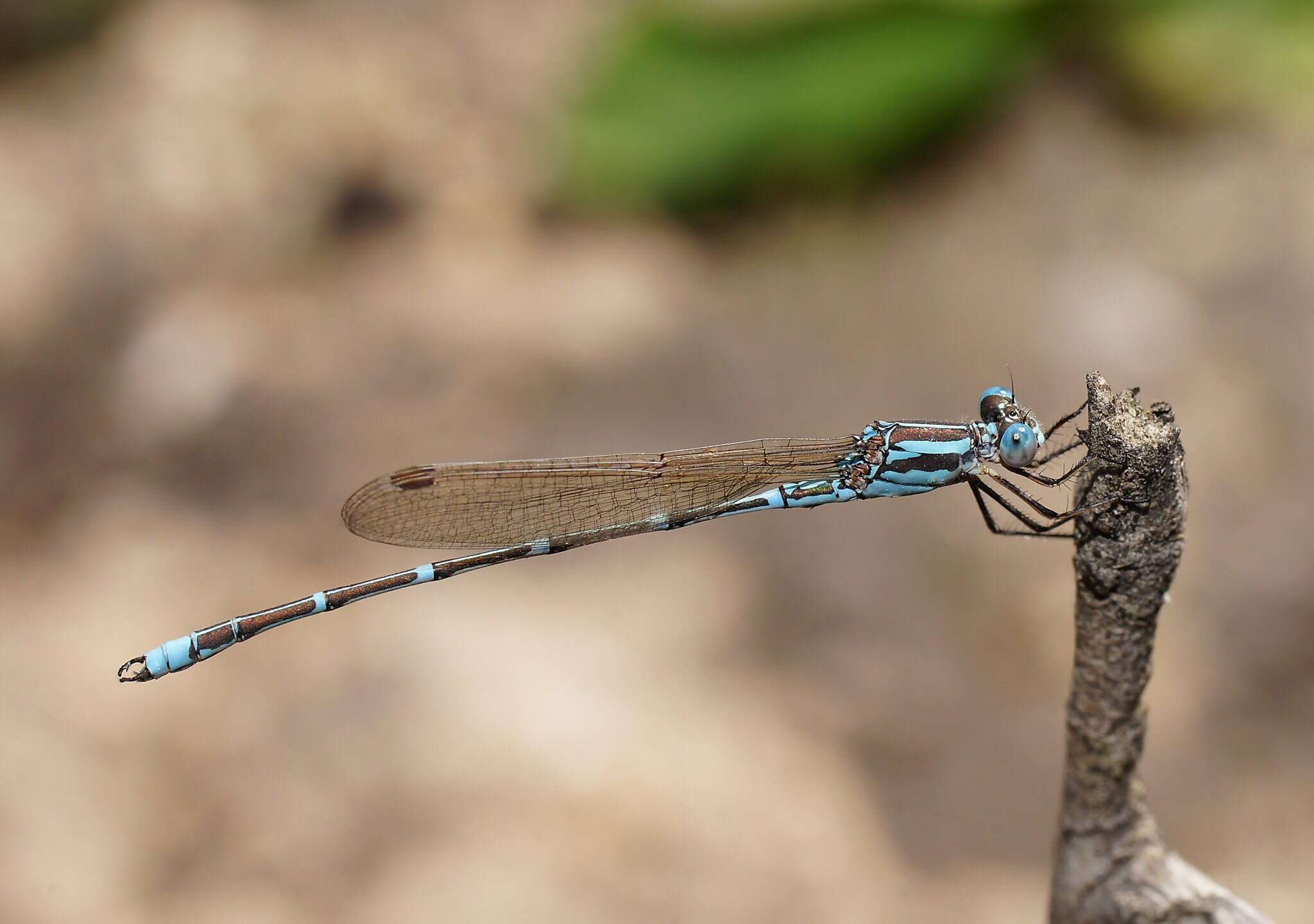 Image of Austrolestes aridus (Tillyard 1908)