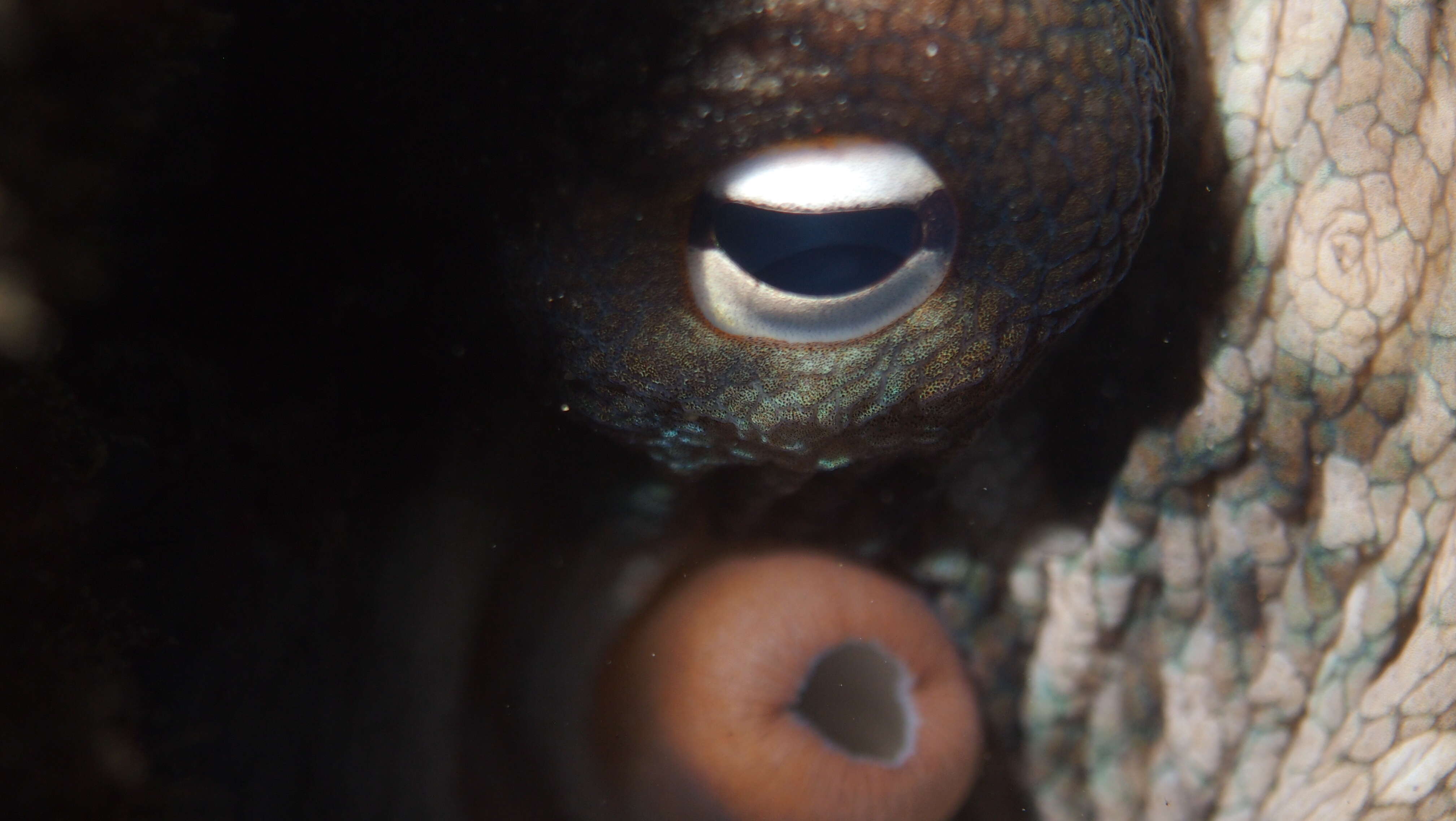 Image of Sydney octopus