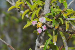 Imagem de Malpighia caribaea F. K. Meyer