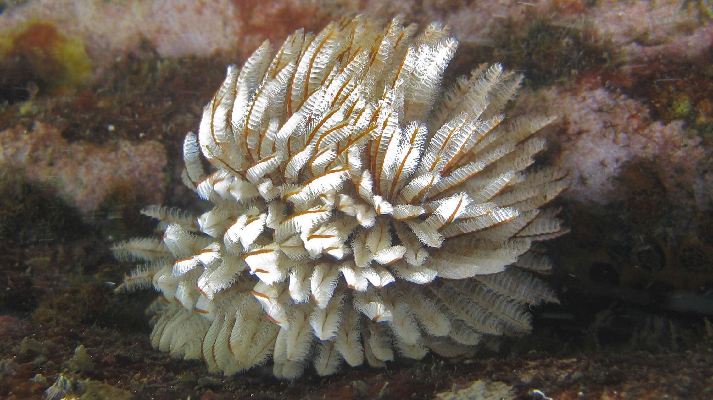 Image of Feather Duster Worms