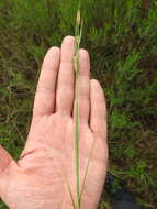 Image of rigid sedge