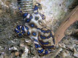 Image de Pieuvre aux anneaux bleus