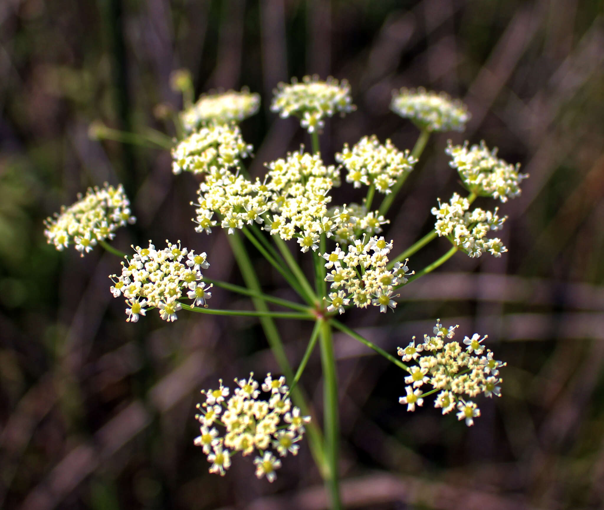 Image of stiff cowbane