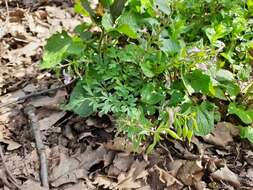 Image de Corydalis tarkiensis Prokh.