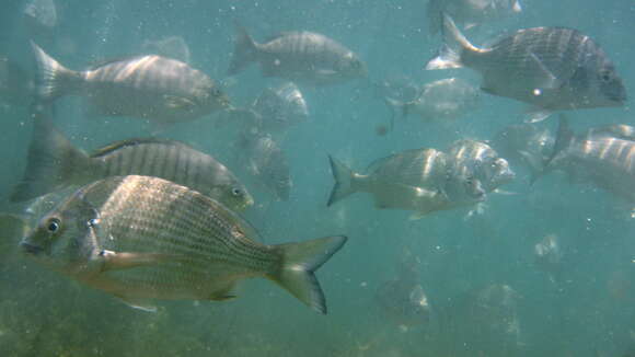 Image of Australian Sea Bream