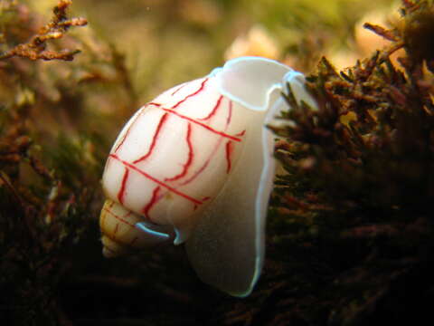 Image of lined bubble snail