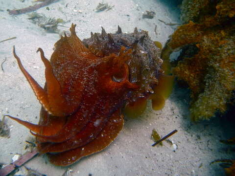 Image of Giant Australian Cuttlefish