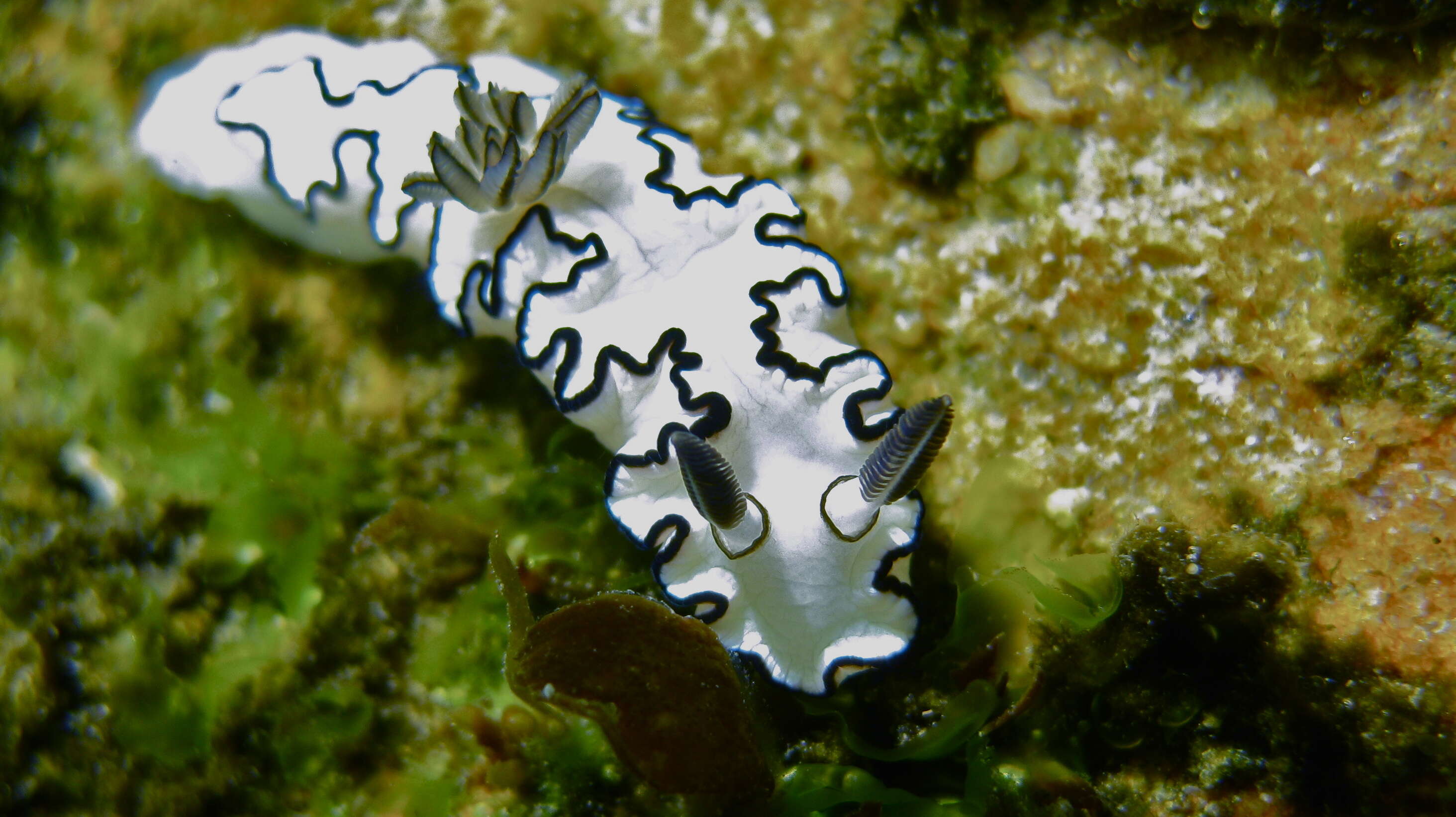 Image of Black margined slug