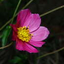 Image of <i>Cosmos <i>sessilis</i></i> var. sessilis