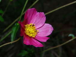 Image of <i>Cosmos <i>sessilis</i></i> var. sessilis