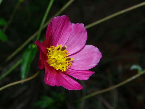 Image of <i>Cosmos <i>sessilis</i></i> var. sessilis