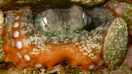 Image of Sydney octopus