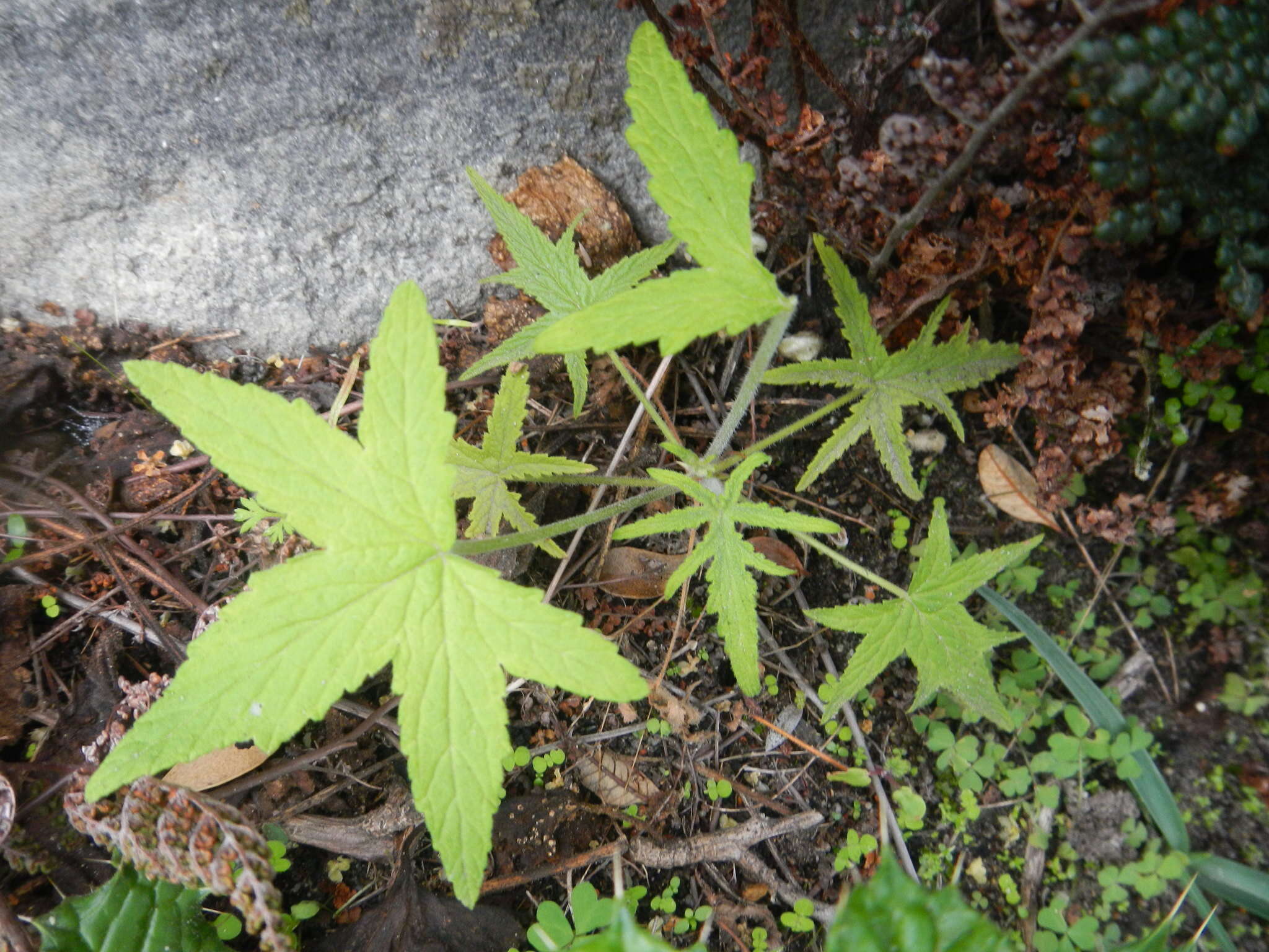 Image of Pelargonium hispidum (L. fil.) Willd.