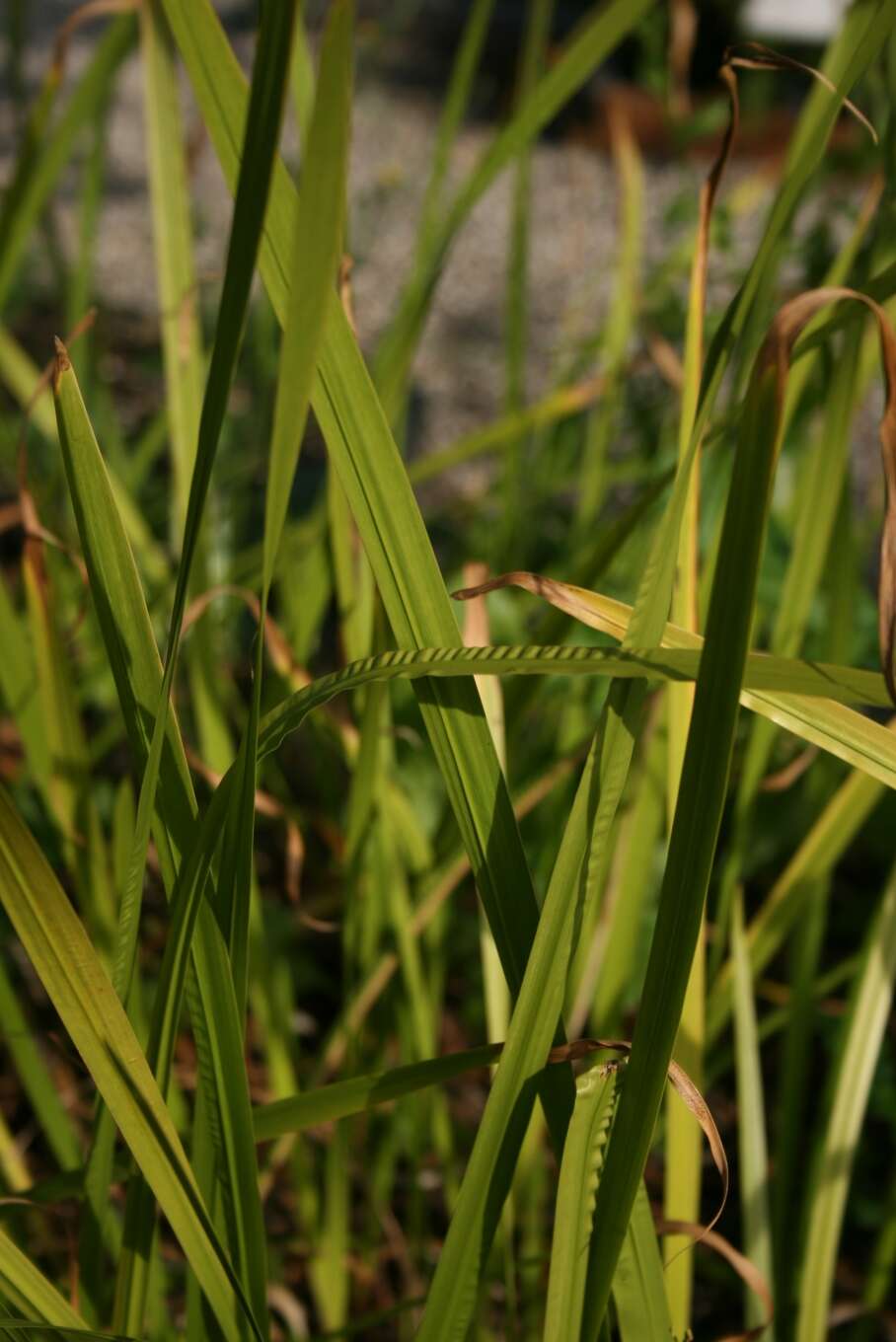 Imagem de Acoraceae