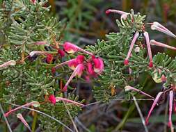 Image of Grevillea lanigera A. Cunn. ex R. Br.