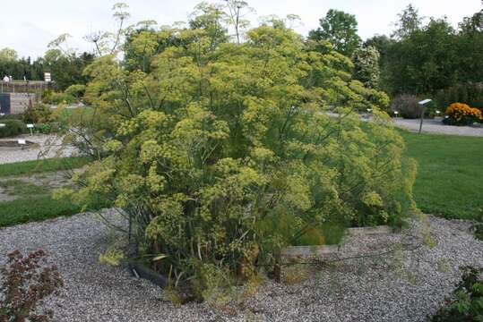 Image of fennel