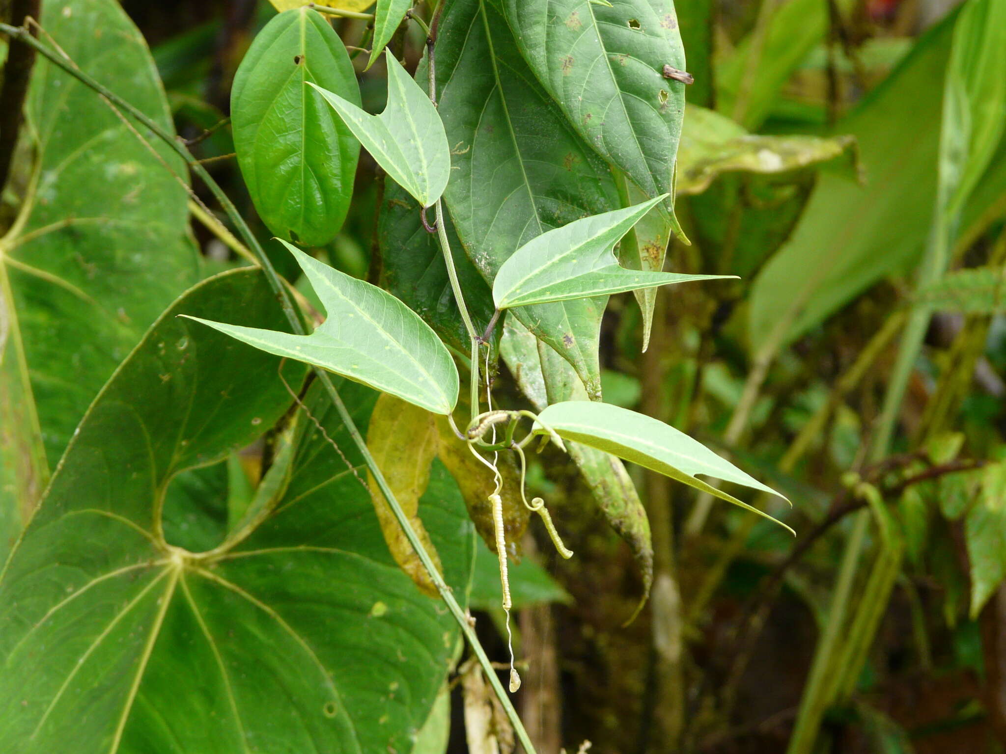 Image of Passiflora chelidonea Mast.