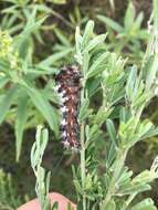 Image of Long-winged Dagger Moth