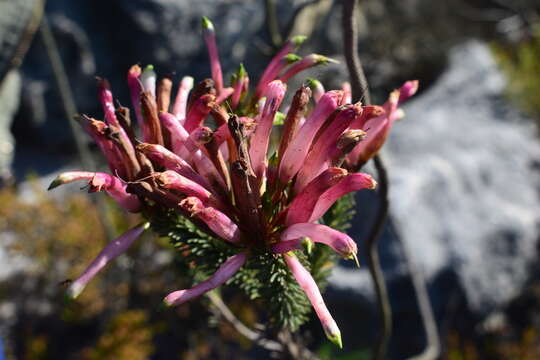 Image de <i>Erica <i>fascicularis</i></i> subsp. fascicularis