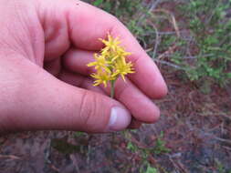 Image of yellow asphodel