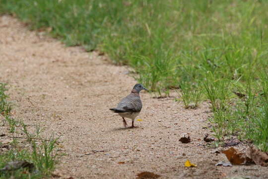 Image of Bar-shouldered Dove