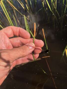 Image of Gulf Coast Spike-Rush