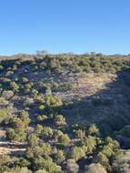 Juniperus coahuilensis (Martínez) Gaussen ex R. P. Adams resmi