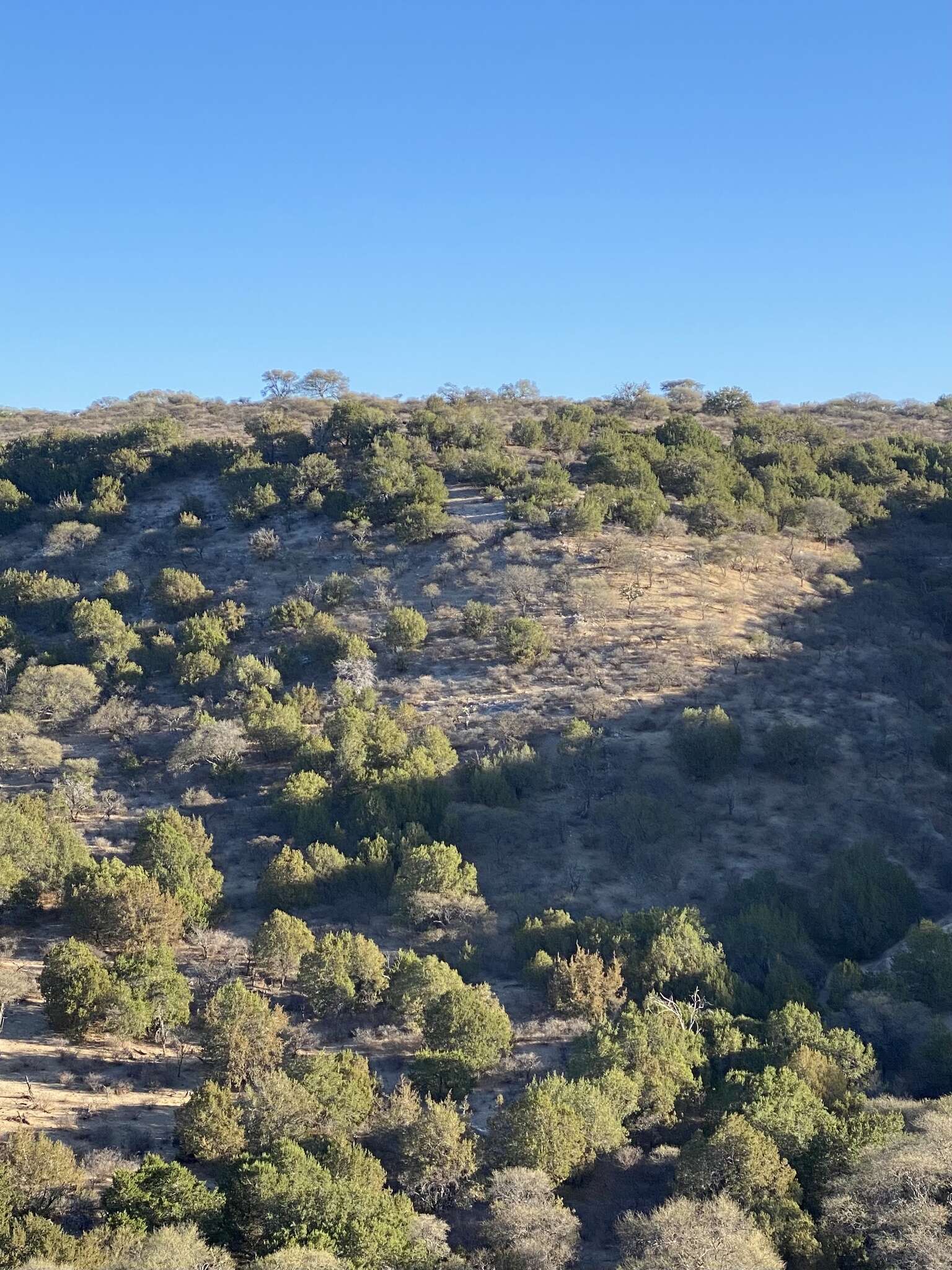 Juniperus coahuilensis (Martínez) Gaussen ex R. P. Adams resmi