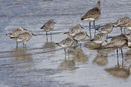 Image of Great Knot