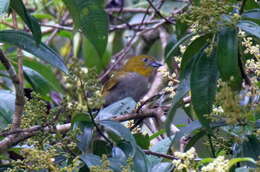 Image of Yellow-throated Bush Tanager