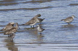 Image of Great Knot