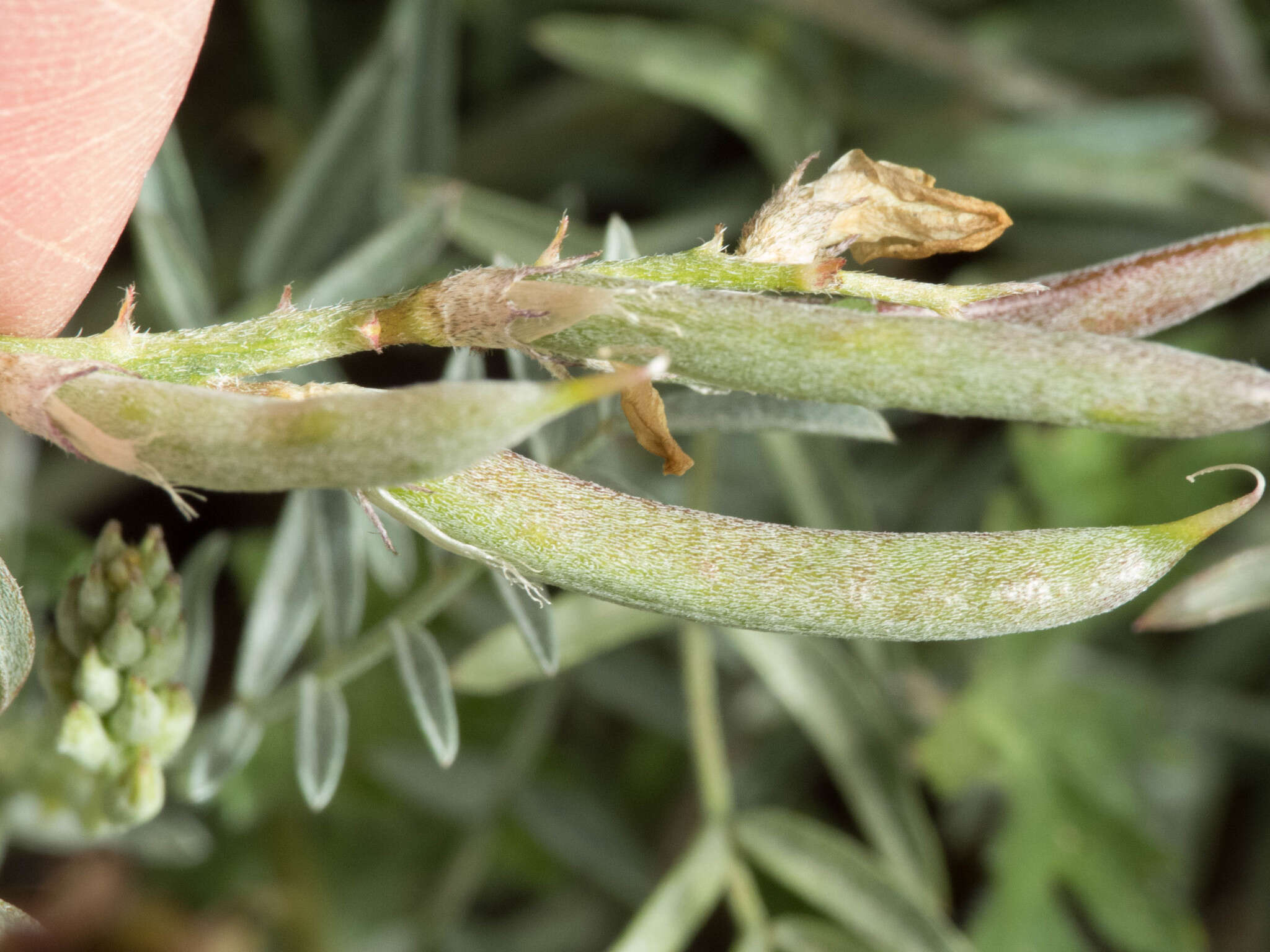 Imagem de Astragalus arizonicus A. Gray