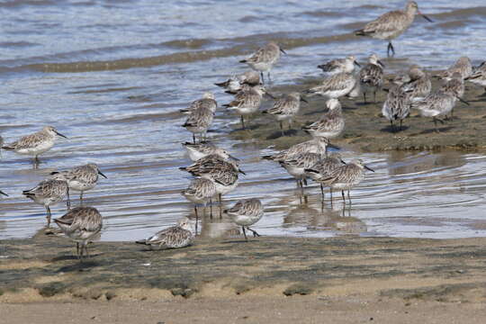 Image of Great Knot